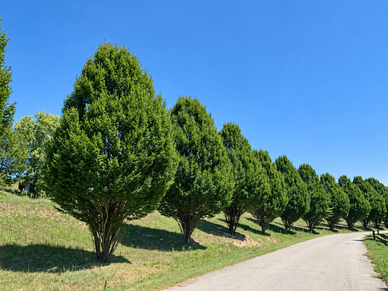 Die Allee des Feudo d’Asti im Sommer