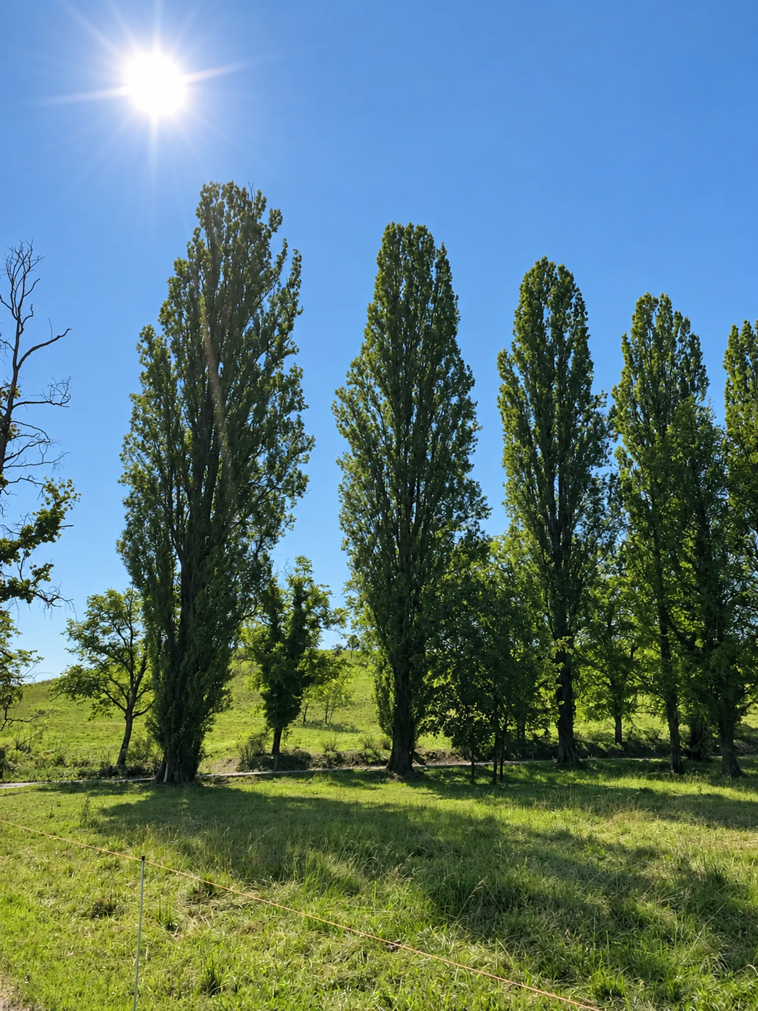 Die Pappeln des Parks im Gegenlicht