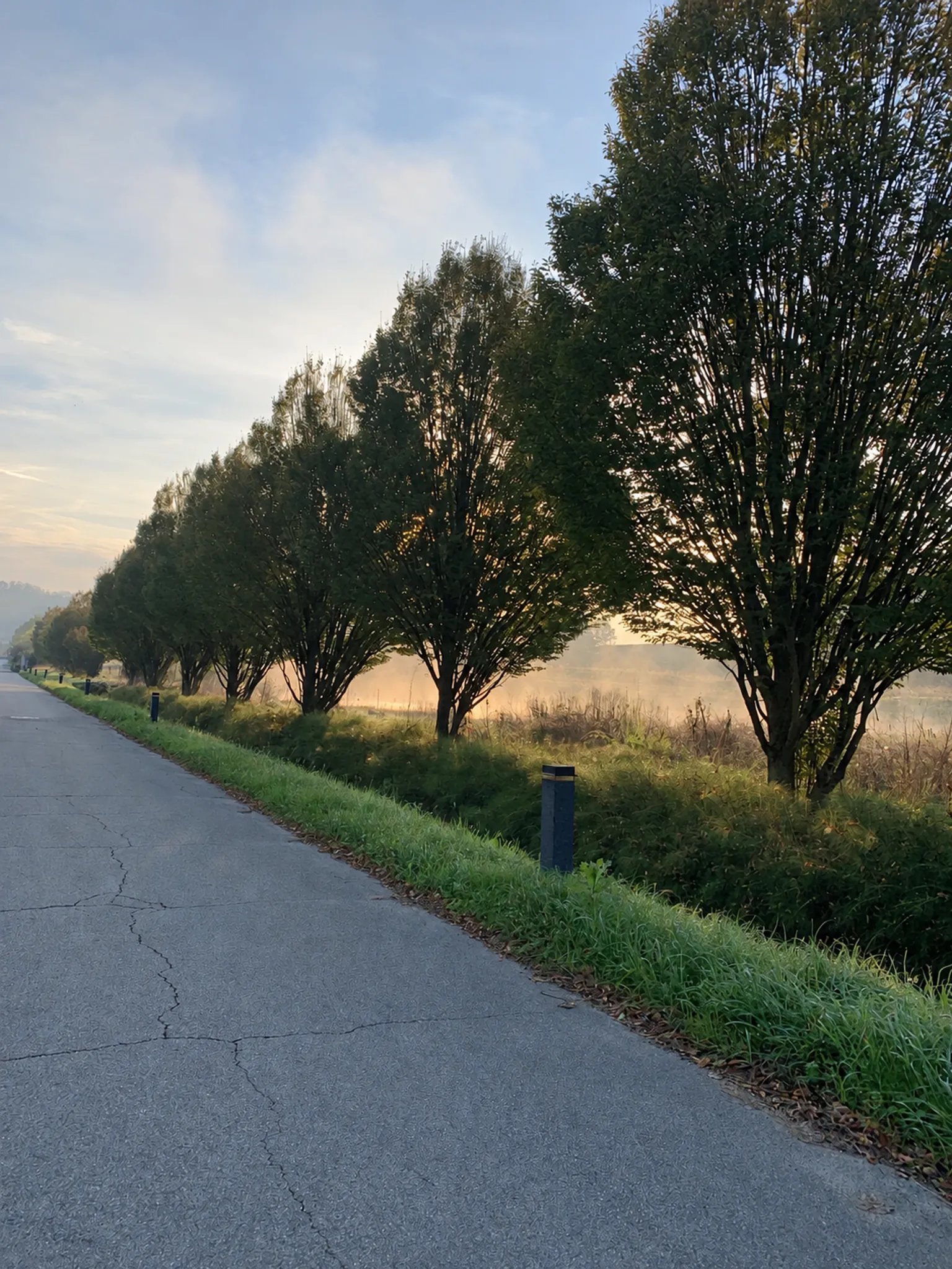 Die Allee bei Sonnenaufgang, im Nebel