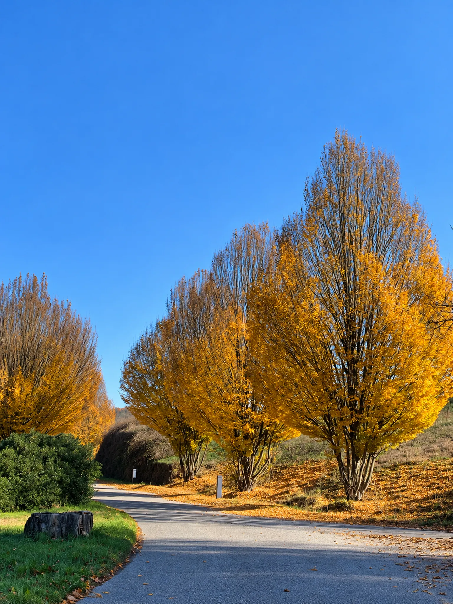 Die Allee im Herbst