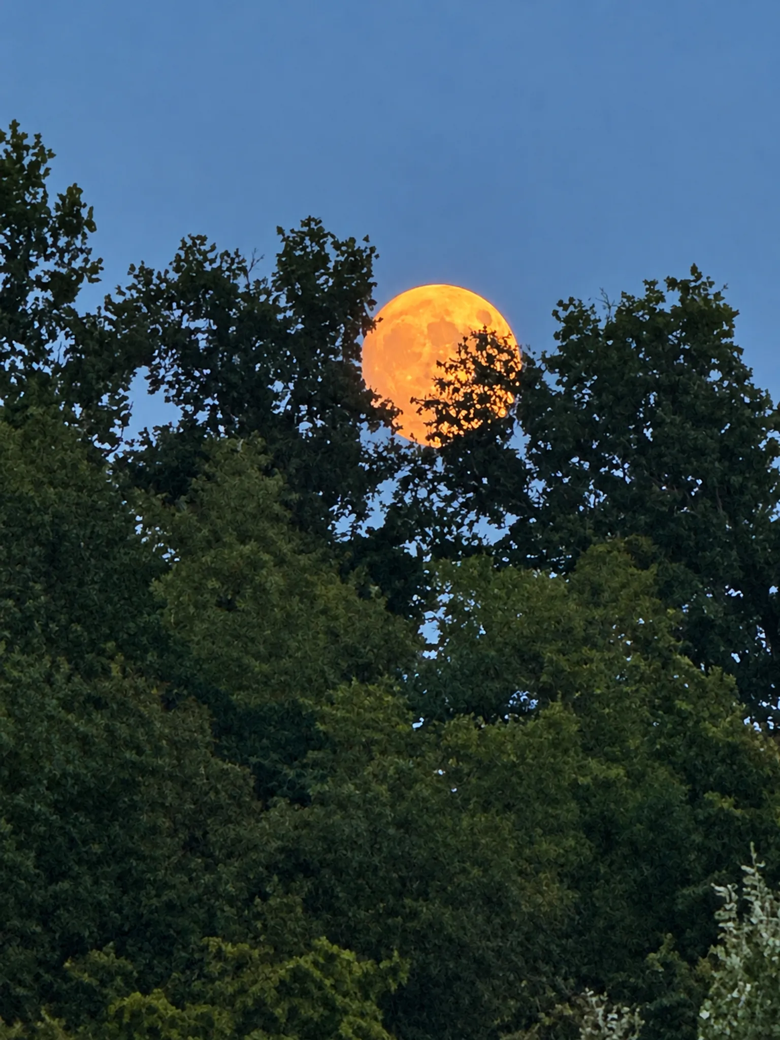 Vollmond zwischen den Bäumen