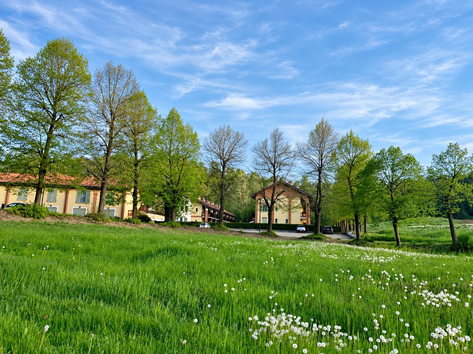 Die Wiese im Frühling, voller Pusteblumen