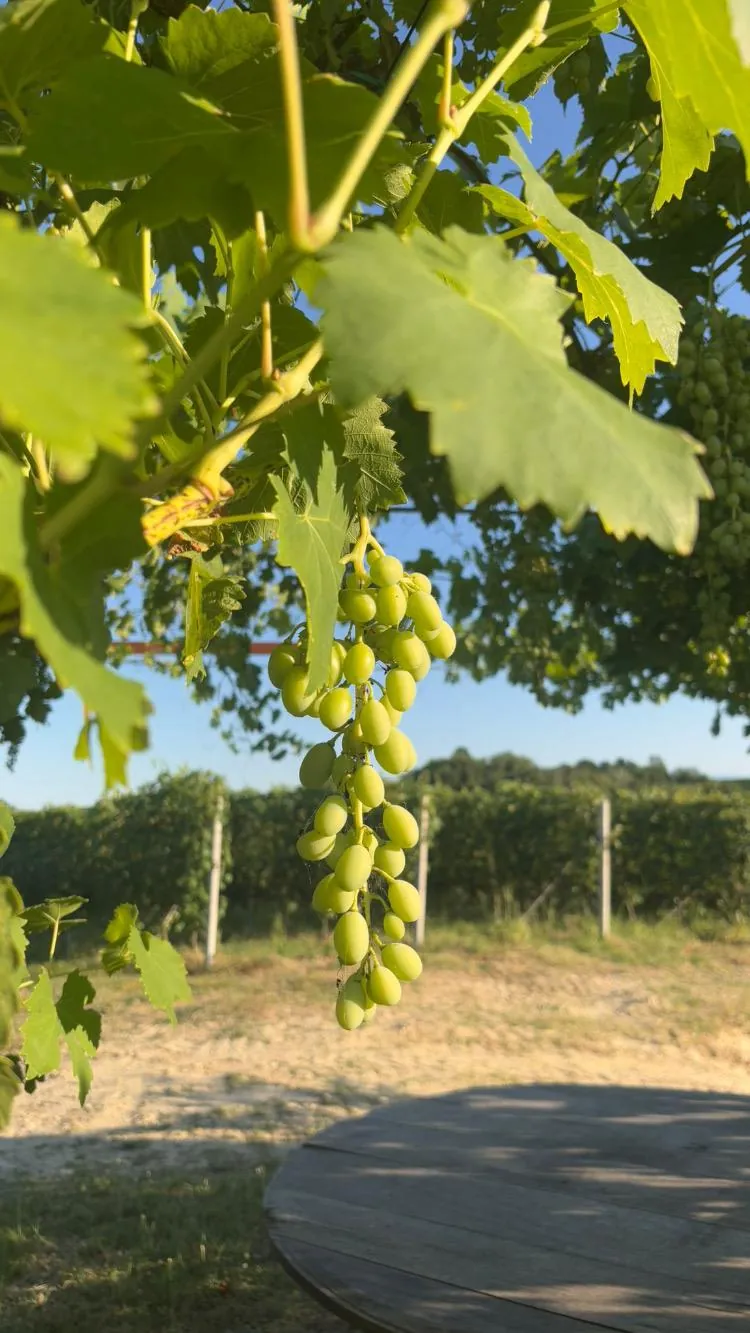 Grappolo d’uva bianca sotto la pergola, tra i filari