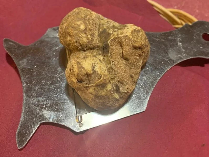 Un tartufo bianco sull’affettatartufi