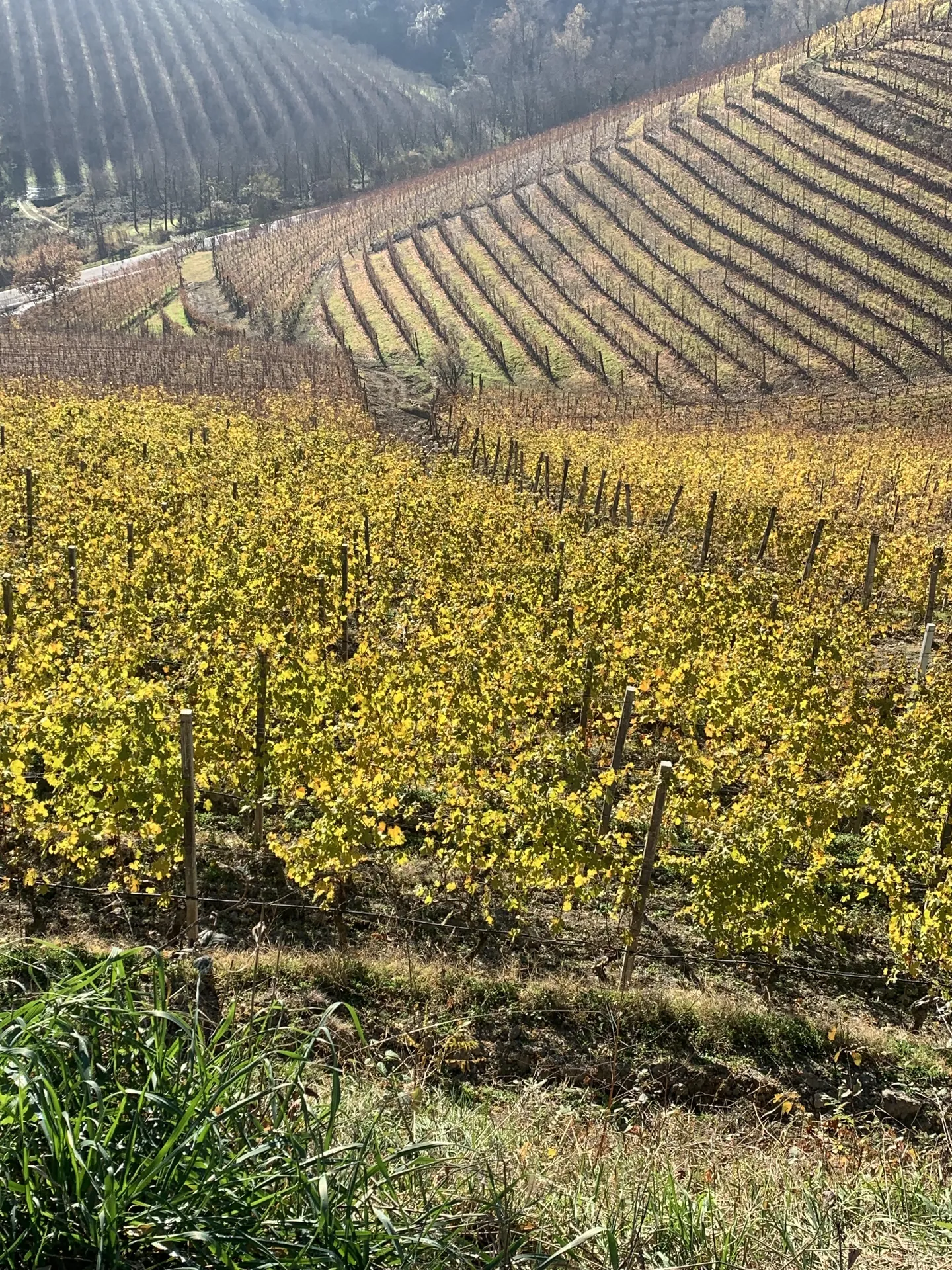Vigneti del Monferrato