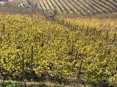 I vigneti in autunno